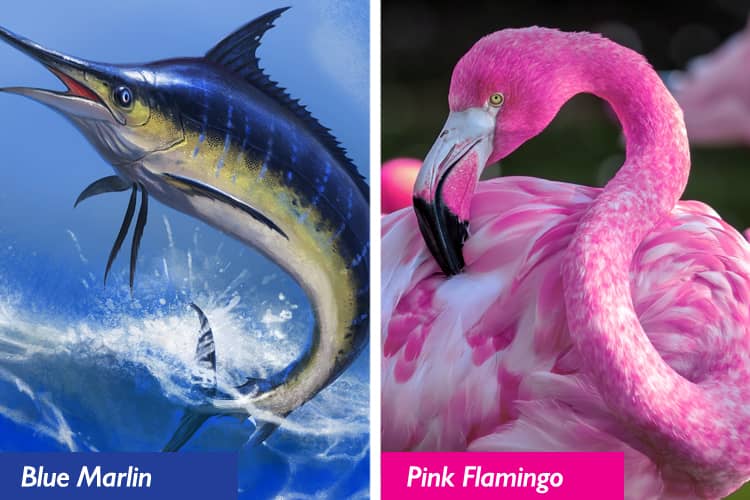 A collage of a blue marlin and pink flamingo.